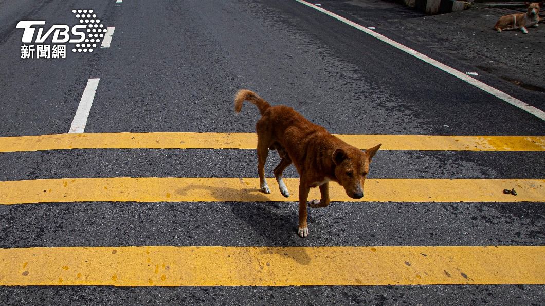 網友好奇，台灣的狗是否會看紅綠燈過馬路。（示意圖／達志影像美聯社）