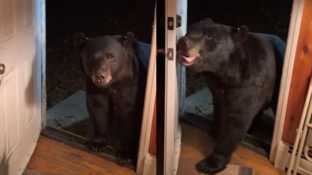 野生黑熊乖乖聽話關門。（圖／翻攝自Susan Kehoe YouTube） 最有禮貌熊是你！野生黑熊闖入家　竟聽話乖巧關門