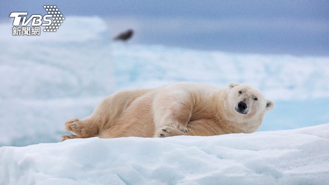 海冰越來越少，導致北極熊飲食也出現變化。（圖／達志影像美聯社） 全球暖化影響？北極熊沒海豹可吃　為獵捕馴鹿追到海裡