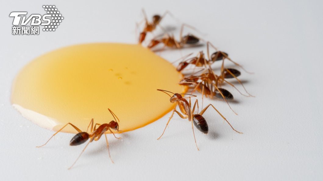 許多人擔心蜂蜜香甜的氣味容易招惹螞蟻。（示意圖／shutterstock達志影像）