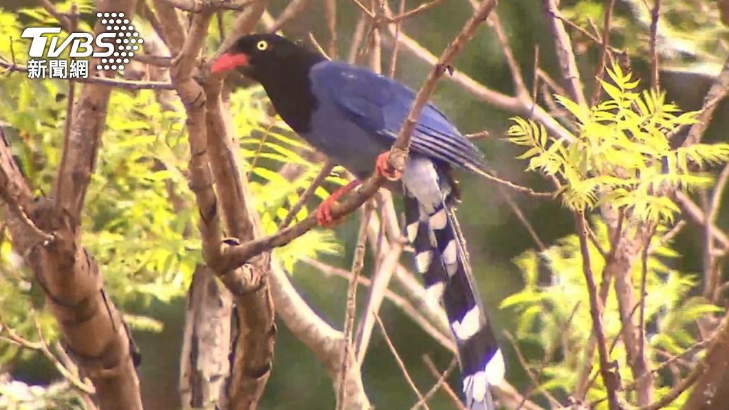 台灣藍鵲屬於野生保育類動物。（圖／TVBS資料畫面）