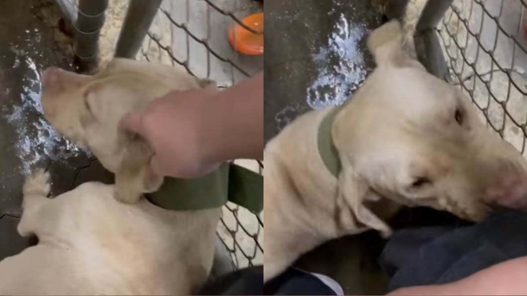 咬死3歲童的比特犬在收容所向志工撒嬌。（圖／翻攝自臉書）