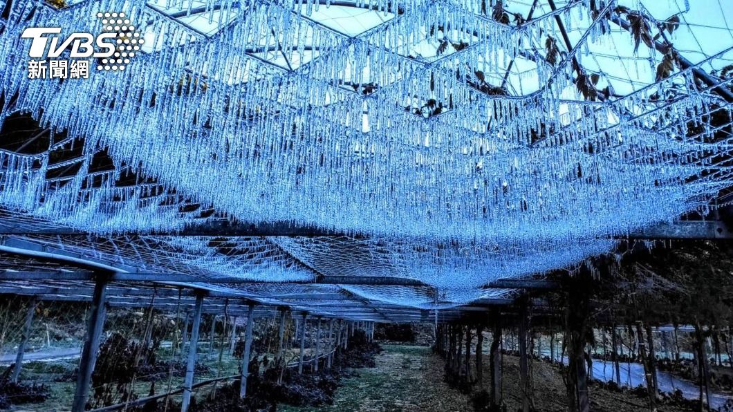 武陵農場出現水晶簾冰柱美景。（圖／中央社） 