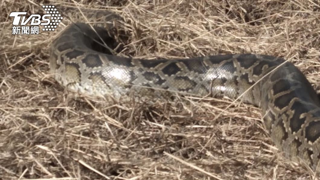 民眾在金門發現巨型蟒蛇現蹤。（圖／民眾楊松發提供）