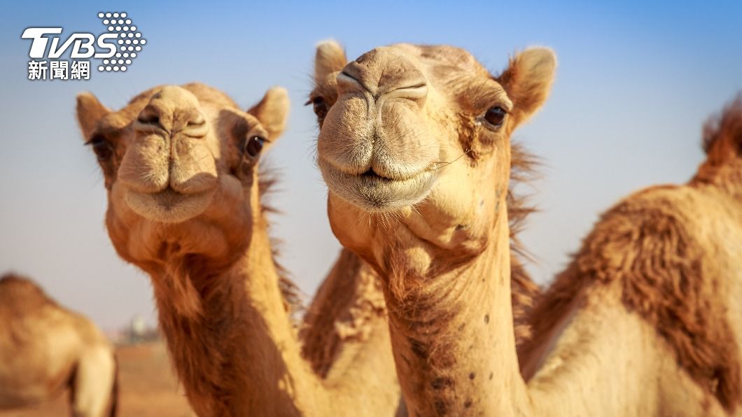 沙烏地阿拉伯舉辦駱駝選美比賽。（示意圖／shutterstock 達志影像）