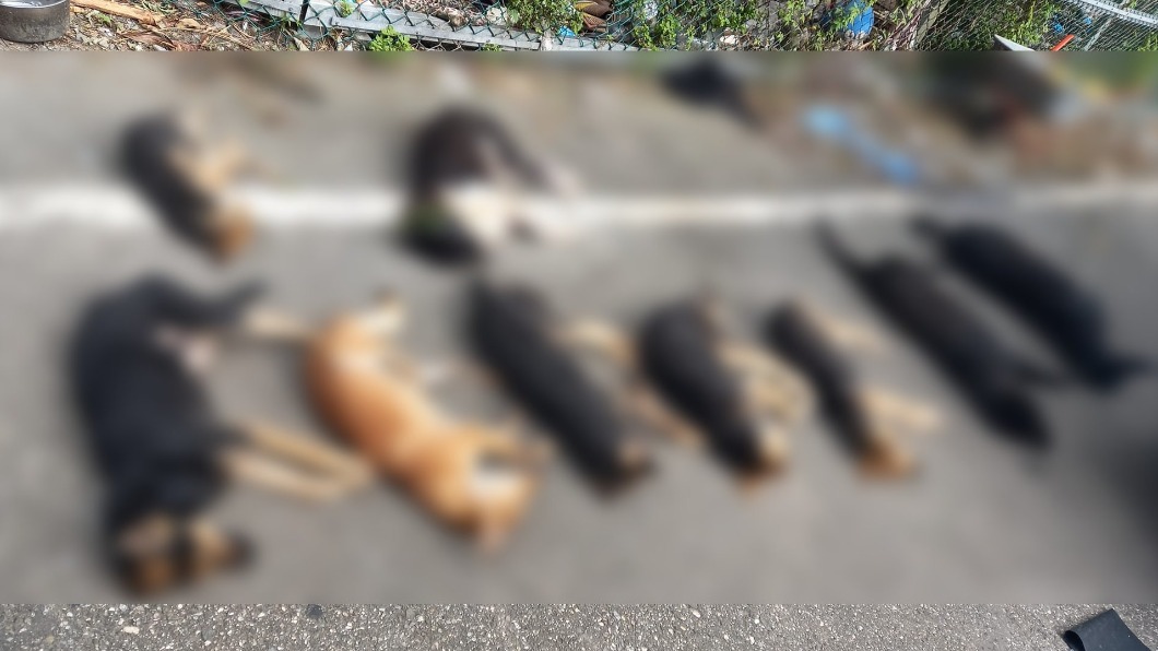 花蓮新城鄉14隻狗疑遭毒殺死亡。（圖／翻攝自動保志工林小姐臉書）