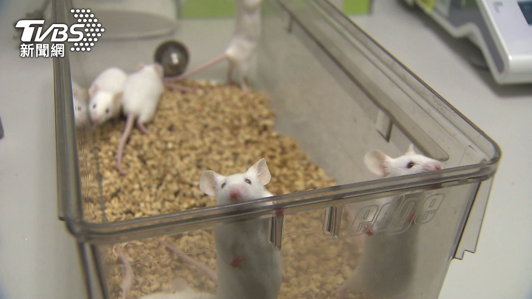 染疫的中研院前研究助理曾在實驗室被實驗老鼠咬過。（圖／TVBS）