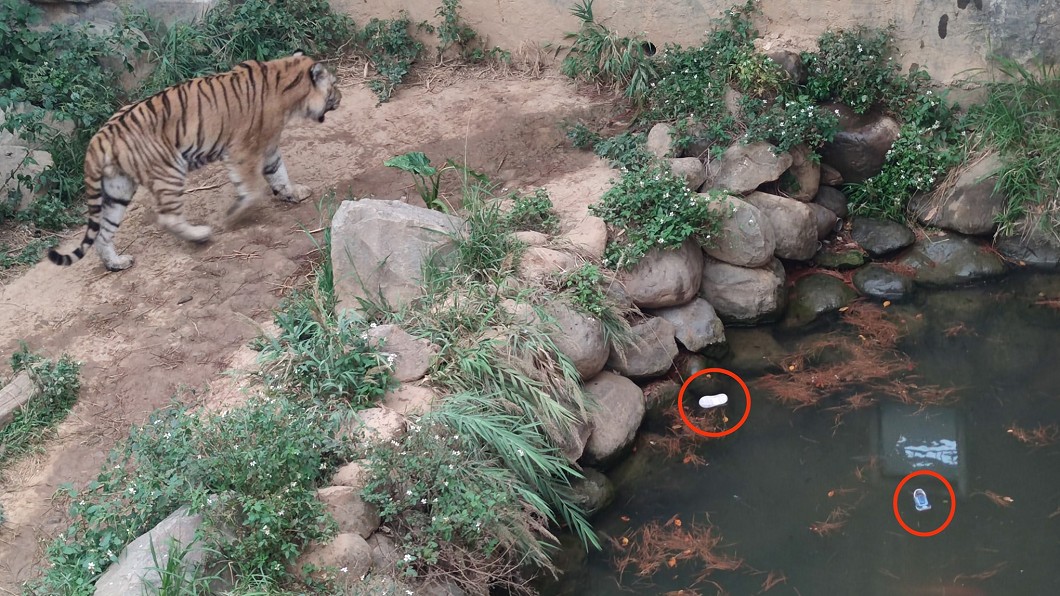 有民眾在新竹動物園的老虎籠中發現2隻童鞋。（圖／翻攝自新竹爆廢公社）