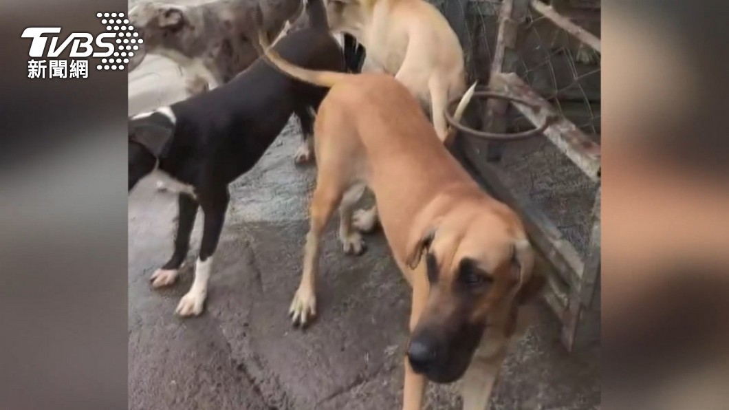 雞舍擅接電線又漏電 害慘隔壁犬舍15隻狗遭電死 狗狗 Tvbs新聞網