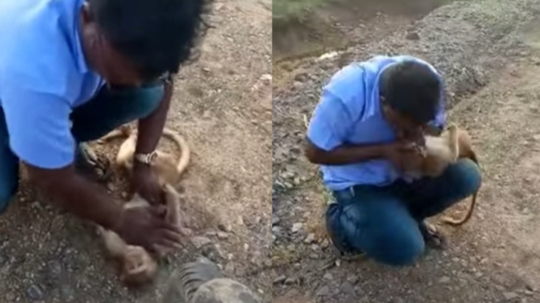 印度好心男搶救重傷猴子。（圖／翻攝自Random Thamilan RT YouTube）