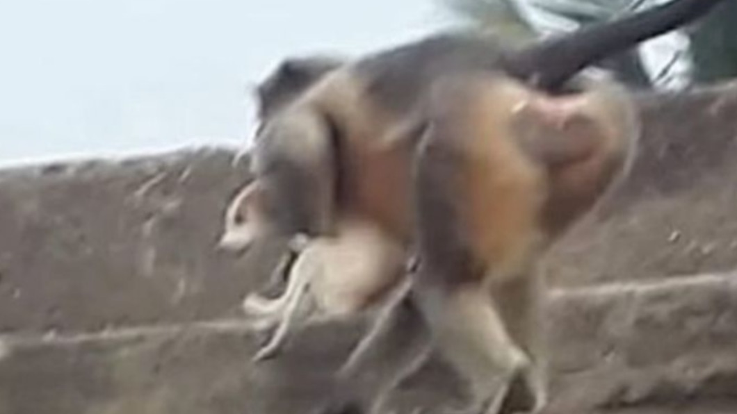 猴子將狗拖上高處後重重摔下。（圖／翻攝自推特）