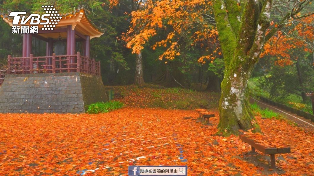 經過風雨摧殘，阿里山慈雲寺出現「楓葉地毯」。（圖／黃源明提供）