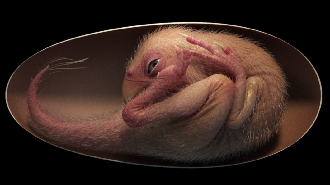 英良貝貝屬竊蛋龍科，是種有羽毛的恐龍。（圖／翻攝自@SteveBrusatte Twitter）
