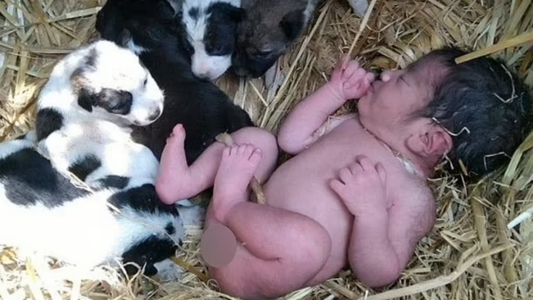 女嬰獲救時，身旁還趴著一群小狗。（圖／翻攝自Daily Mail ）
