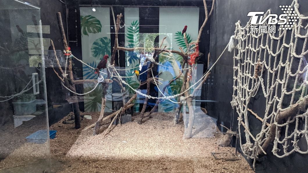 新竹市動物園將部分鸚鵡與綠鬣蜥混養。（圖／中央社）