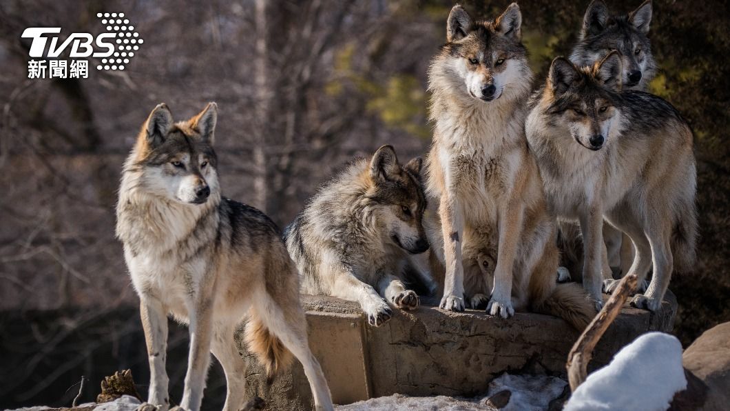 法國動物園發生狼群集體出逃事件。（示意圖／shutterstock達志影像）