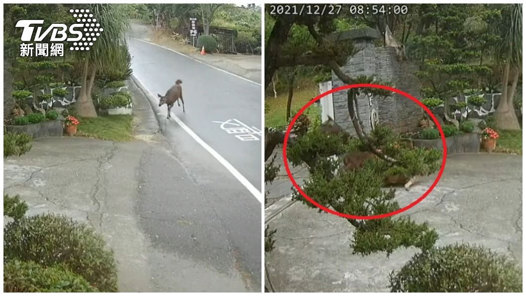 水鹿橫越馬路跑到豪宅門口，被屋主喝斥嚇到腿軟摔倒。（圖／讀者提供）
