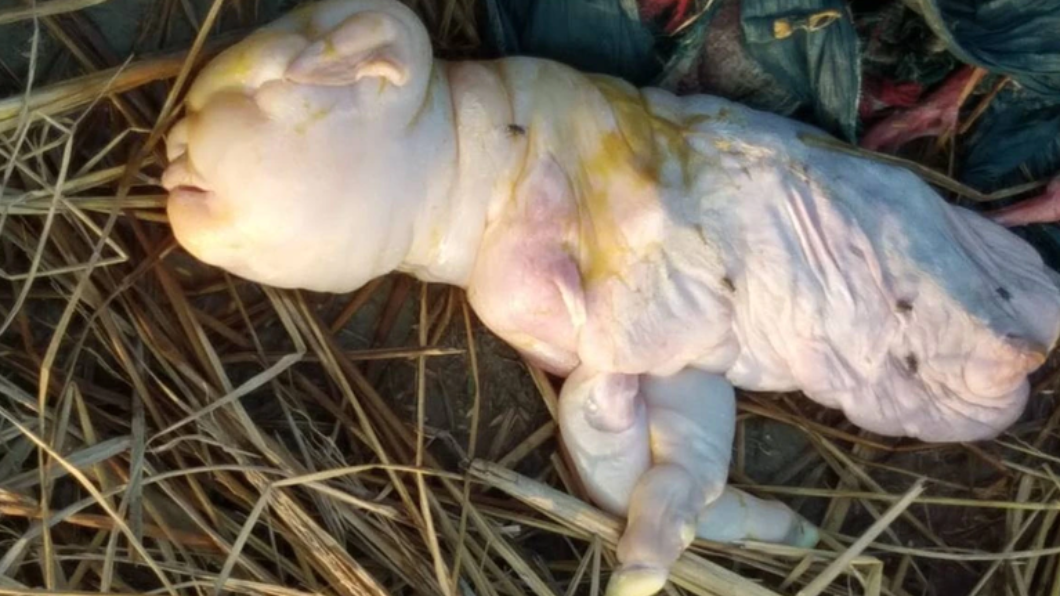 印度一隻黑山羊生下「人面畸胎」。（圖／翻攝自India Today）