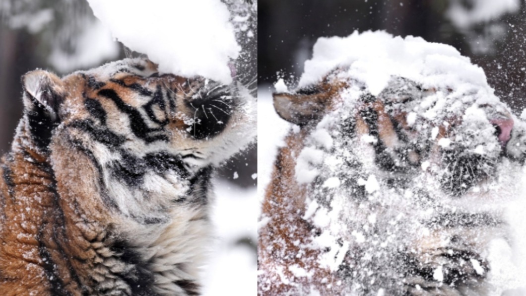 老虎被雪砸臉瞬間。（圖／翻攝自@rikunow推特）