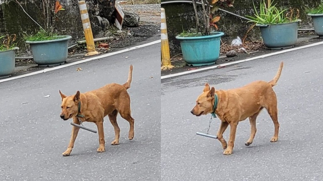 民眾在路上看見野狗掛著小鐵棍。（圖／翻攝自PTT）