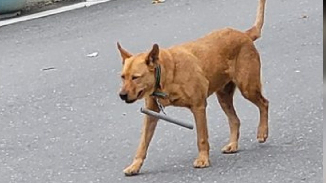 網友到台東發現狗狗胸前掛著鐵管。（圖／翻攝自PTT）