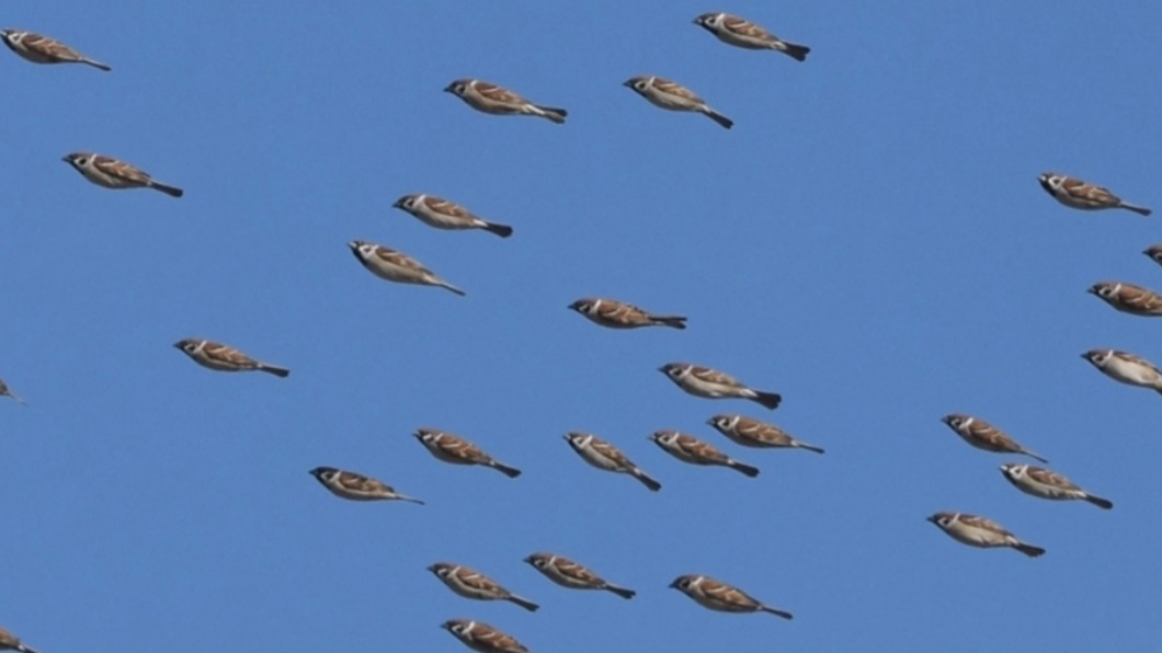 麻雀群飛看起來就像魚。（圖／翻攝自@Ujimichi推特）