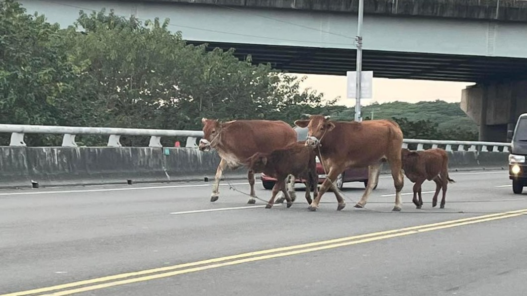 潮州牛兒一家四口逛大街。（圖／翻攝自爆料公社）