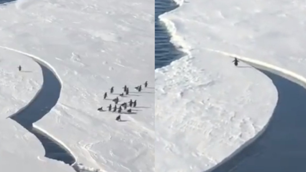 企鵝遭冰層分離成落單企鵝。（圖／翻攝自@mikegalsworthy推特）