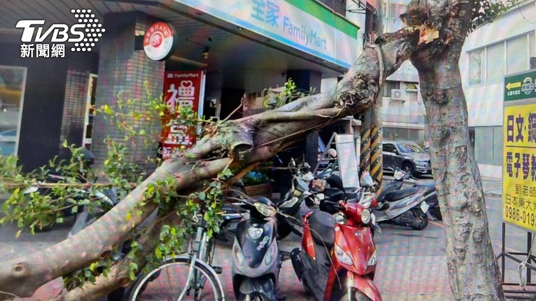 台中北屯中清路人行道樹的樹幹突然斷裂，砸傷女騎士。（圖／民眾提供）