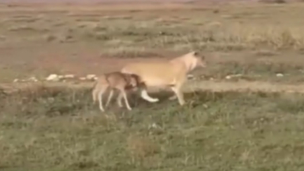 母獅帶著小牛羚找媽。（圖／翻攝自@TZEmbassyCN推特）