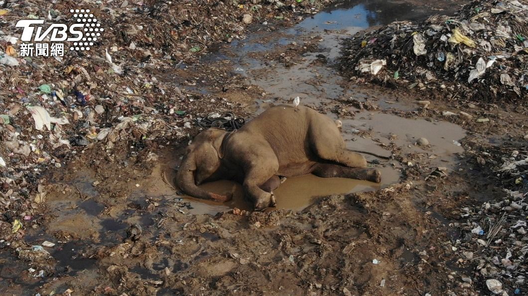 近日斯里蘭卡又有2頭大象因誤食塑膠而失去性命。（圖／達志影像美聯社）