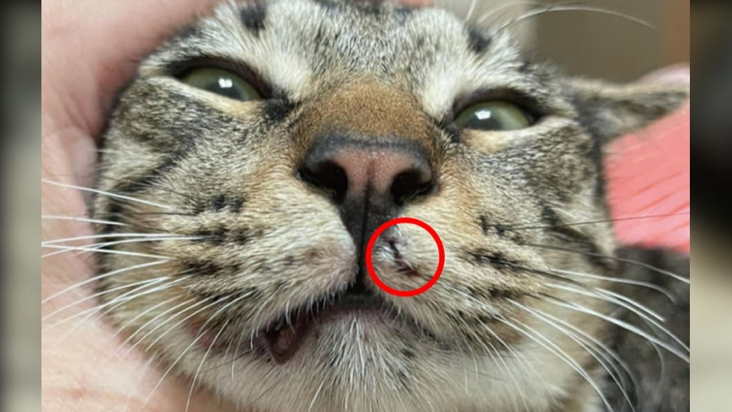 貓咪嘴唇中彈。（圖／Facebook動保法律互助）