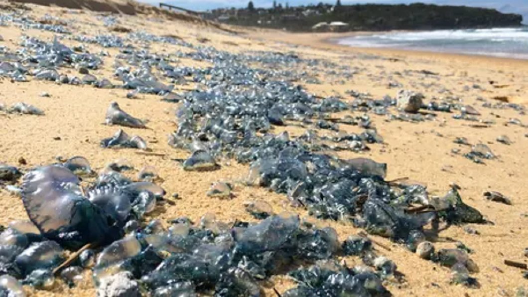 最近在澳洲東岸海灘出現數量驚人的藍色水母。（圖／翻攝自推特Mike Ticher@mikewsc1）
