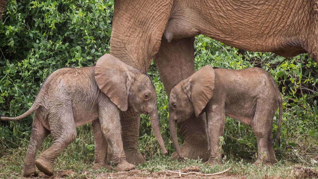 肯亞誕生一對雙胞胎象。（圖／翻攝自Save the Elephants臉書）