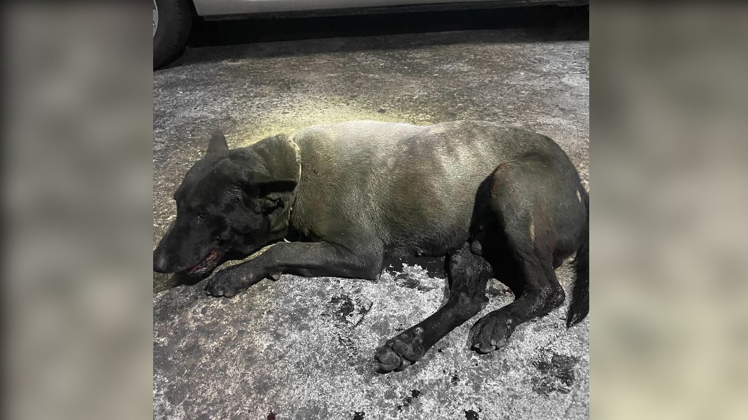 網友控愛犬遭比特犬咬死飼主竟冷回 你家狗死掉了喔 土狗 咬傷 惡犬 Tvbs新聞網