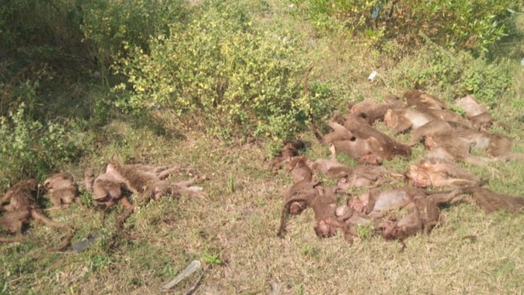 24隻猴子屍體被丟棄在印度高速公路旁草叢。（圖／翻攝自@JayakumarMadala推特）