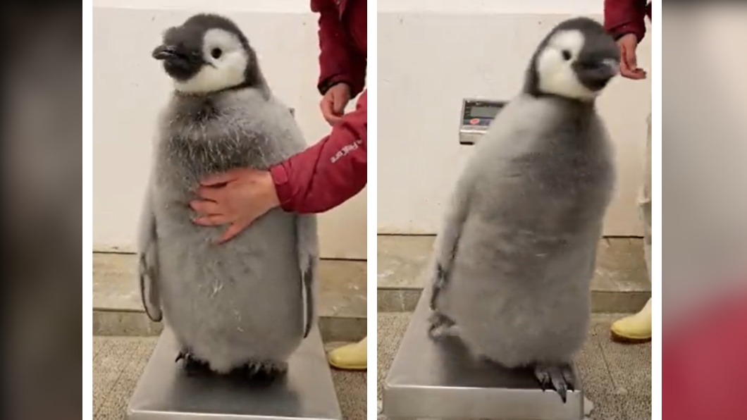 和歌山縣主題樂園在推特公開企鵝寶寶量體重的影片，吸引38萬人點讚。（圖／翻攝自@aws_official推特）