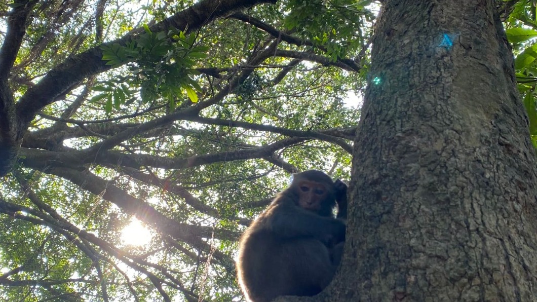 國家自然公園管理處表示，壽山獼猴密度太高。（圖／翻攝自壽山國家自然公園臉書） 壽山「白猴」解密　研究指肇因生活壓力太大