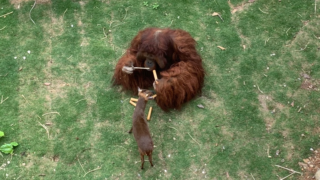 新竹市立動物園分享紅毛猩猩和山羌日常生活照。（圖／翻攝自新竹市立動物園 Hsinchu Zoo Facebook）