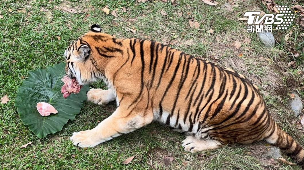 高雄壽山動物園因應虎年，給孟加拉虎準備新春大餐。（圖／中央社）