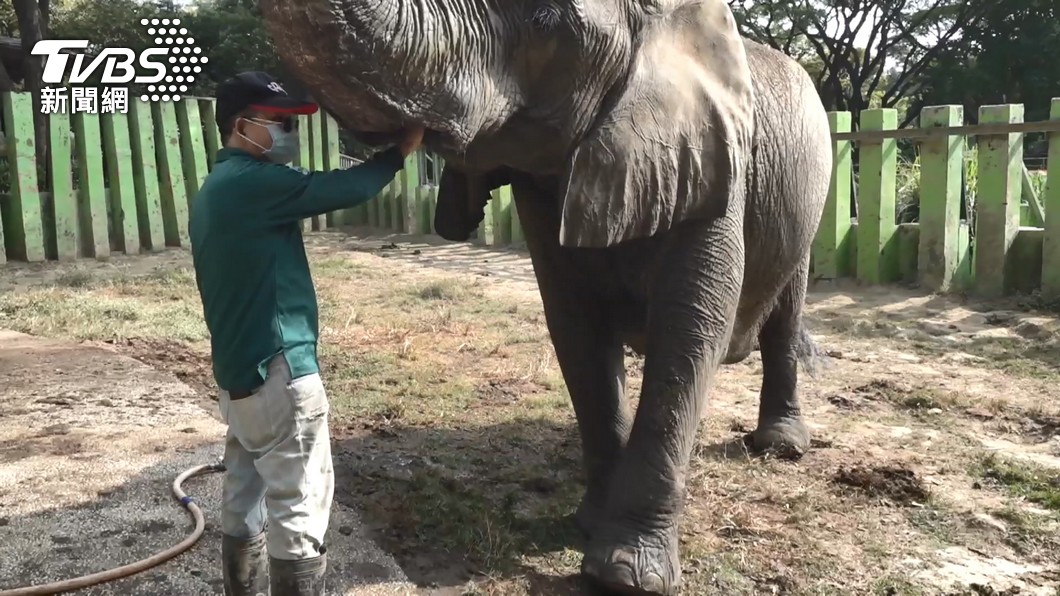 大象阿里只認他1人退休飼育員難被取代 壽山動物園 志工 Tvbs新聞網