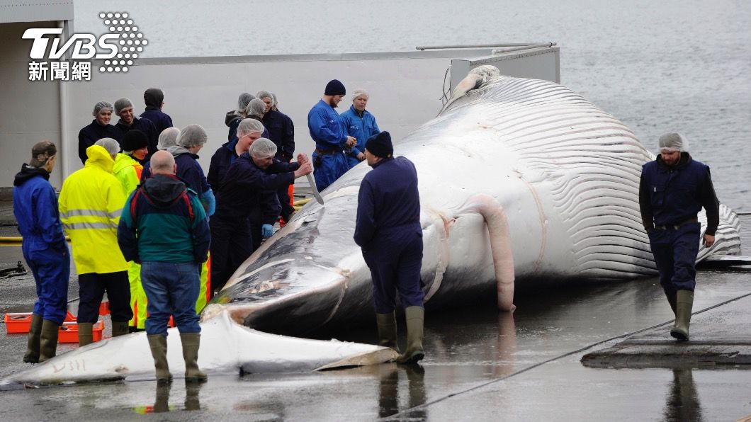 冰島計劃於2年內禁止商業捕鯨。（圖／達志影像路透社）