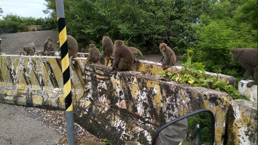 外送員送餐到中山大學常被猴群突襲。（圖／翻攝自爆廢公社）