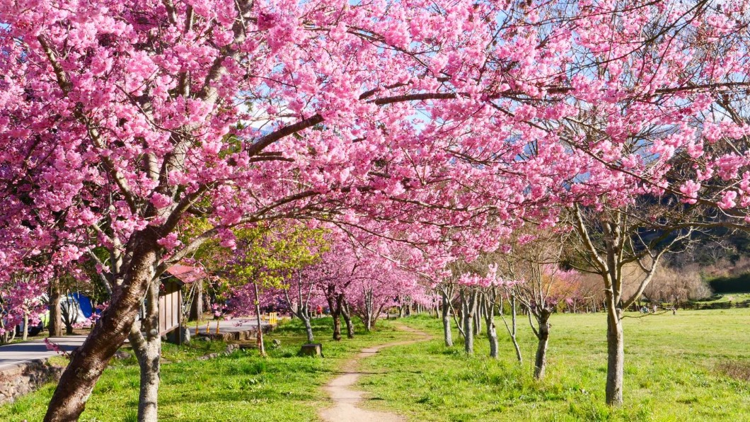 1月下旬開始，台灣各地陸續有櫻花盛開。（圖／翻攝自武陵農場臉書）