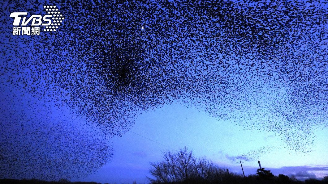 近來英國出現不少椋鳥群體墜地的震撼畫面。（圖／達志影像路透社）