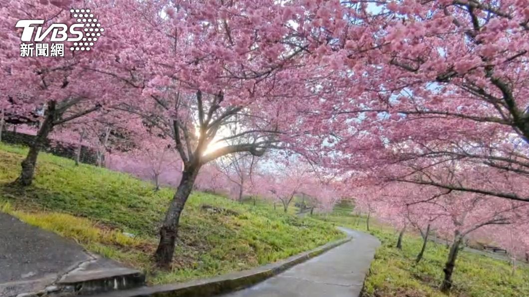 福壽山農場內櫻花盛開。（圖／中央社）