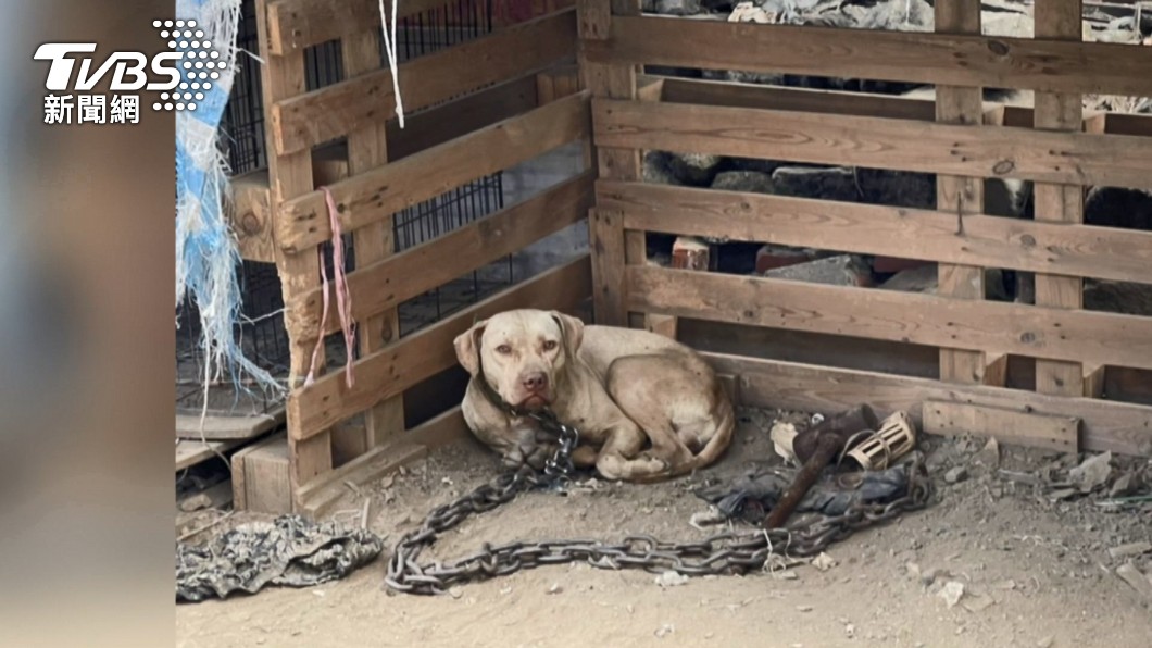 屏東春日鄉一支比特犬索爾在去年底咬死飼主鄰居3歲男童。（圖／TVBS資料畫面）