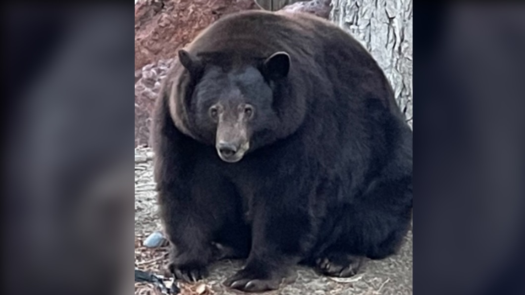 加州一隻重達226公斤的黑熊已經聲名遠播。（圖／翻攝自推特）