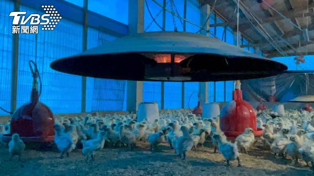 寒流來襲，雞農在雞舍外圍覆蓋帆布，瓦斯燈24小時運作，為雞舍保溫。（圖／中央社）