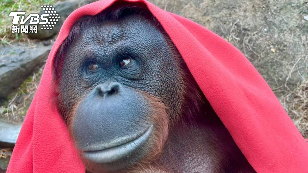 壽山動物園幫猩猩披上毛毯，彷彿上演超模時尚走秀。（圖／TVBS）